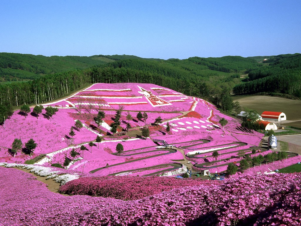 The flower art: Higashi Mokoto Shibazakura Park