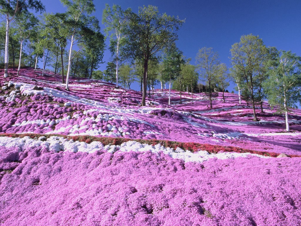 Colourful Shibazakura "Pink Moss" in gradation