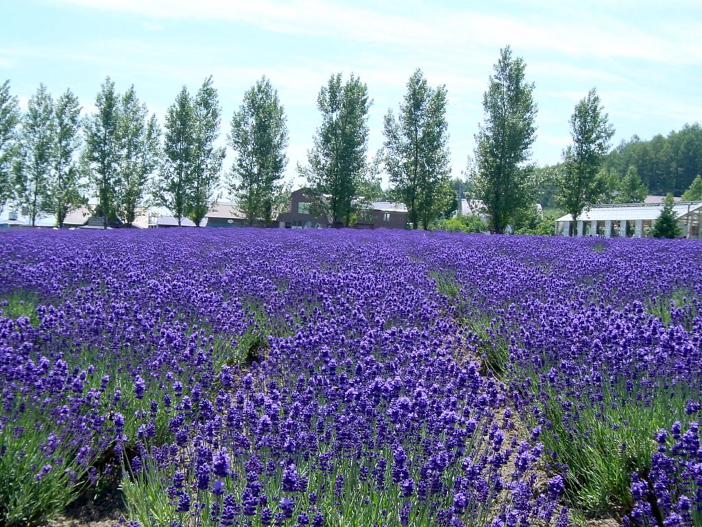 The popular lavender field at Farm Tomita
