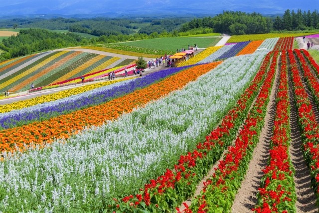 The rainbow flower field at Shikisai Hill in Biei