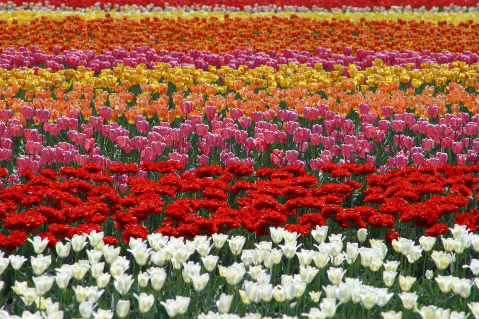 The row of colourful tulips