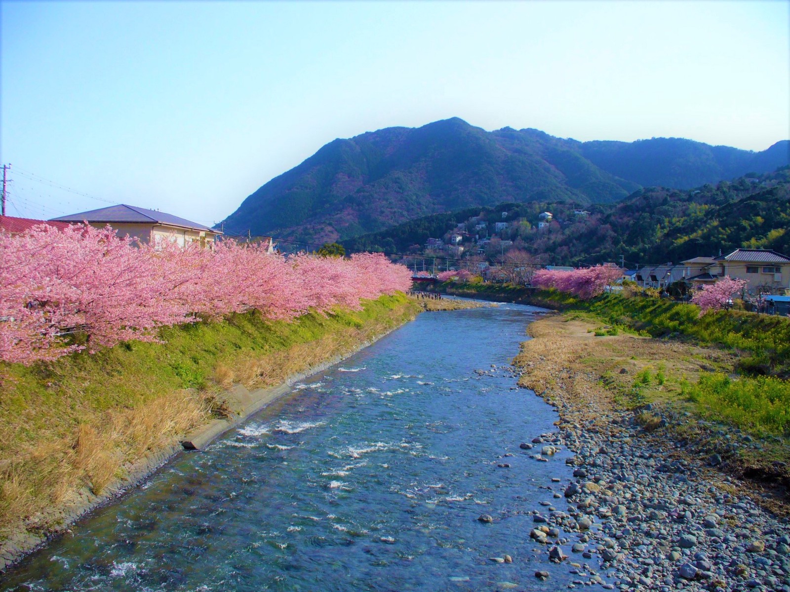Kawazu Sakura: the early blooming cherry blossoms in Izu