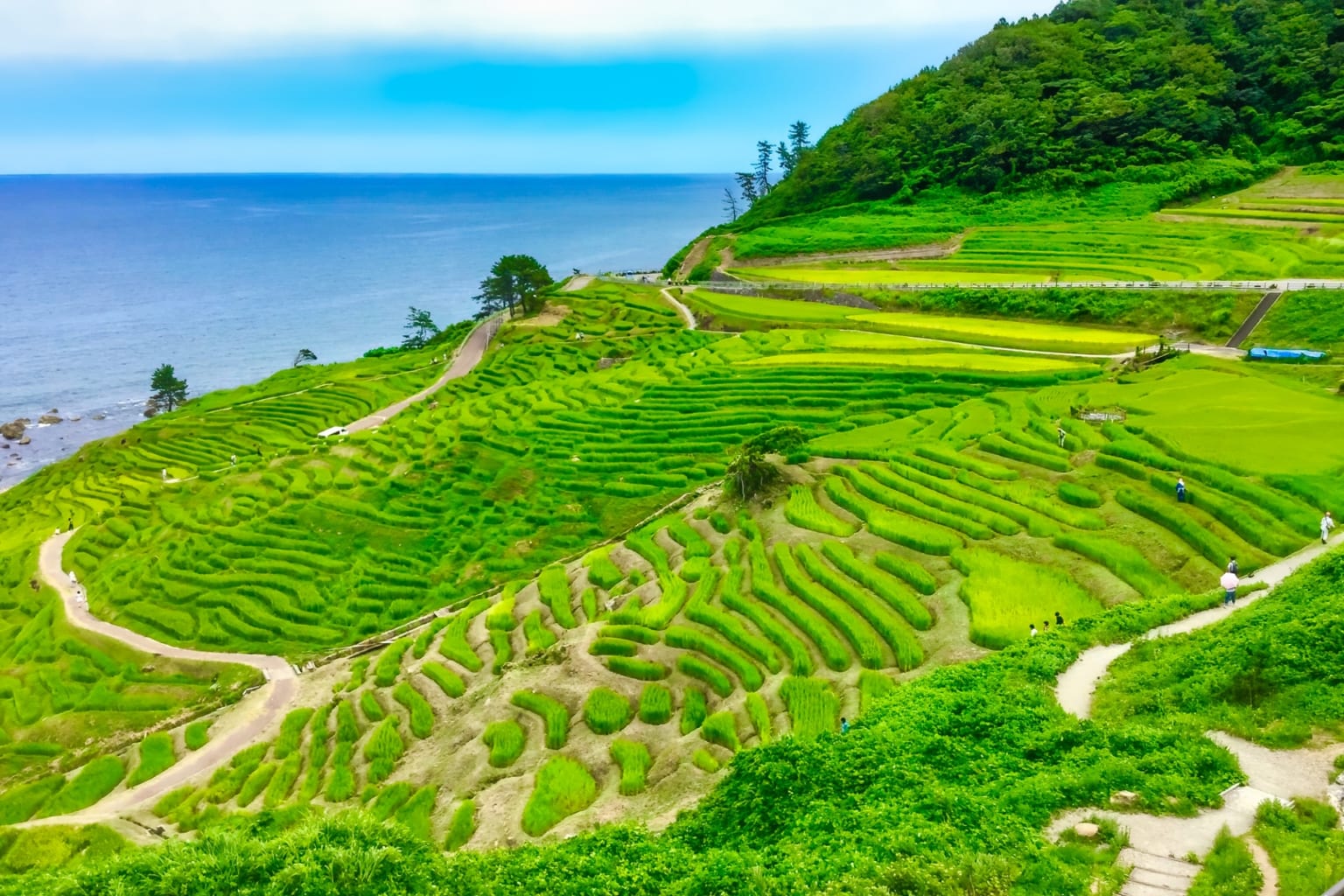 5 Most Beautiful Rice Field Terraces In Japan Japan Web Magazine