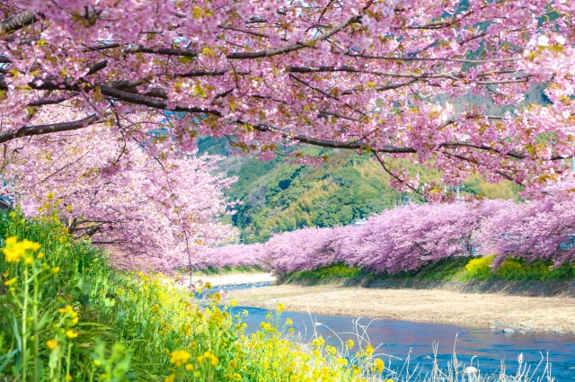 Kawazu Cherry Blossom Festival 2023 - Japan Web Magazine