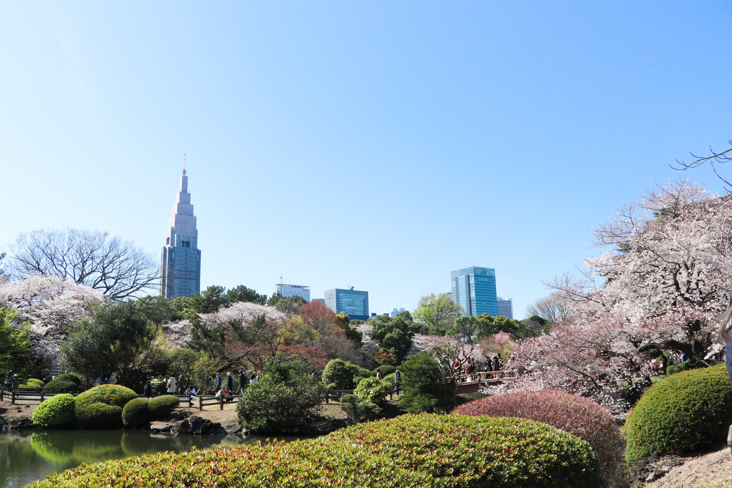 4K HDR // Tokyo Sakura 2022 - Shinjuku Gyoen National Garden 