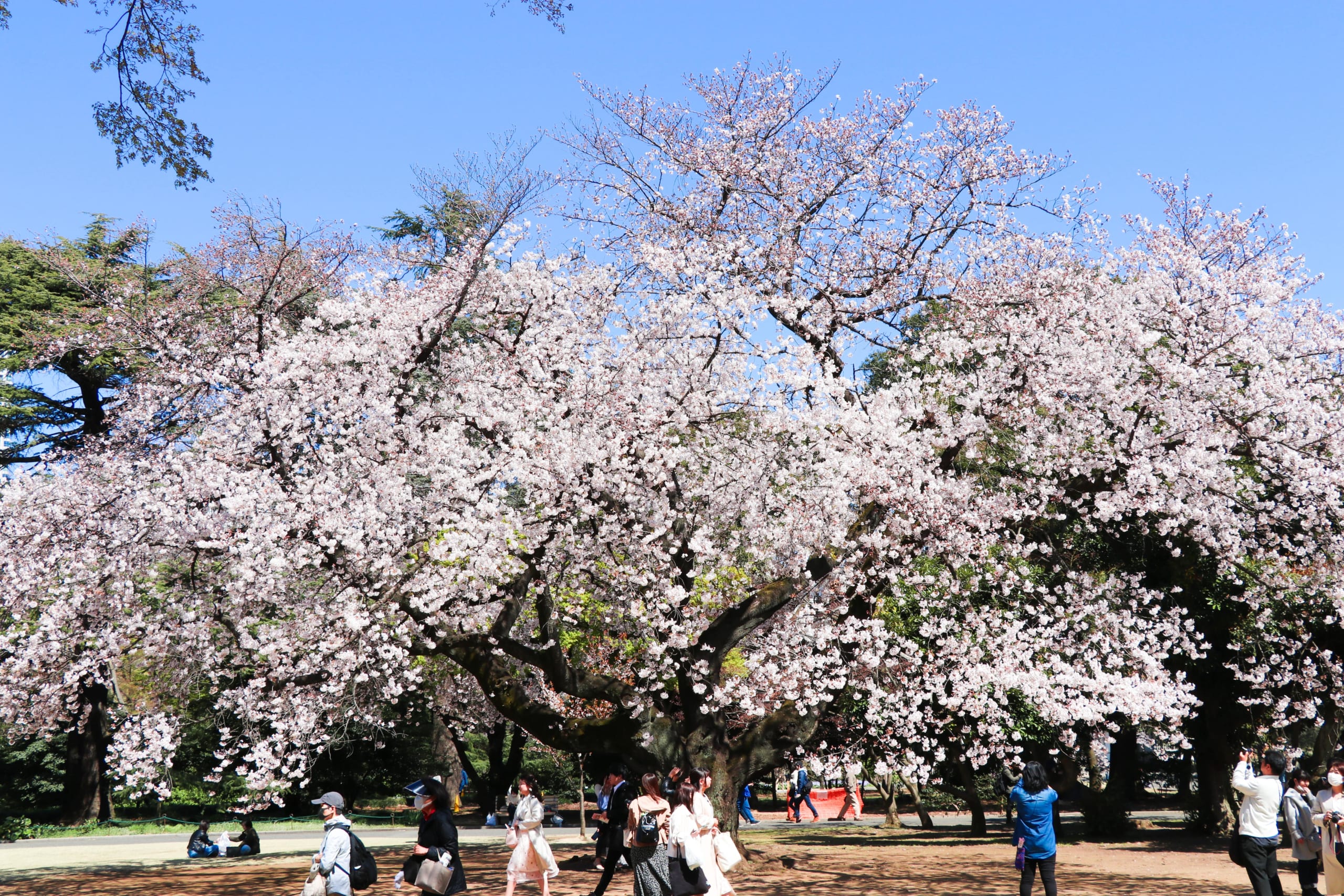 4K HDR // Tokyo Sakura 2022 - Shinjuku Gyoen National Garden 