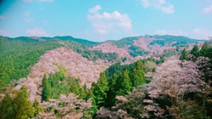 Mount Yoshino Cherry Blossoms