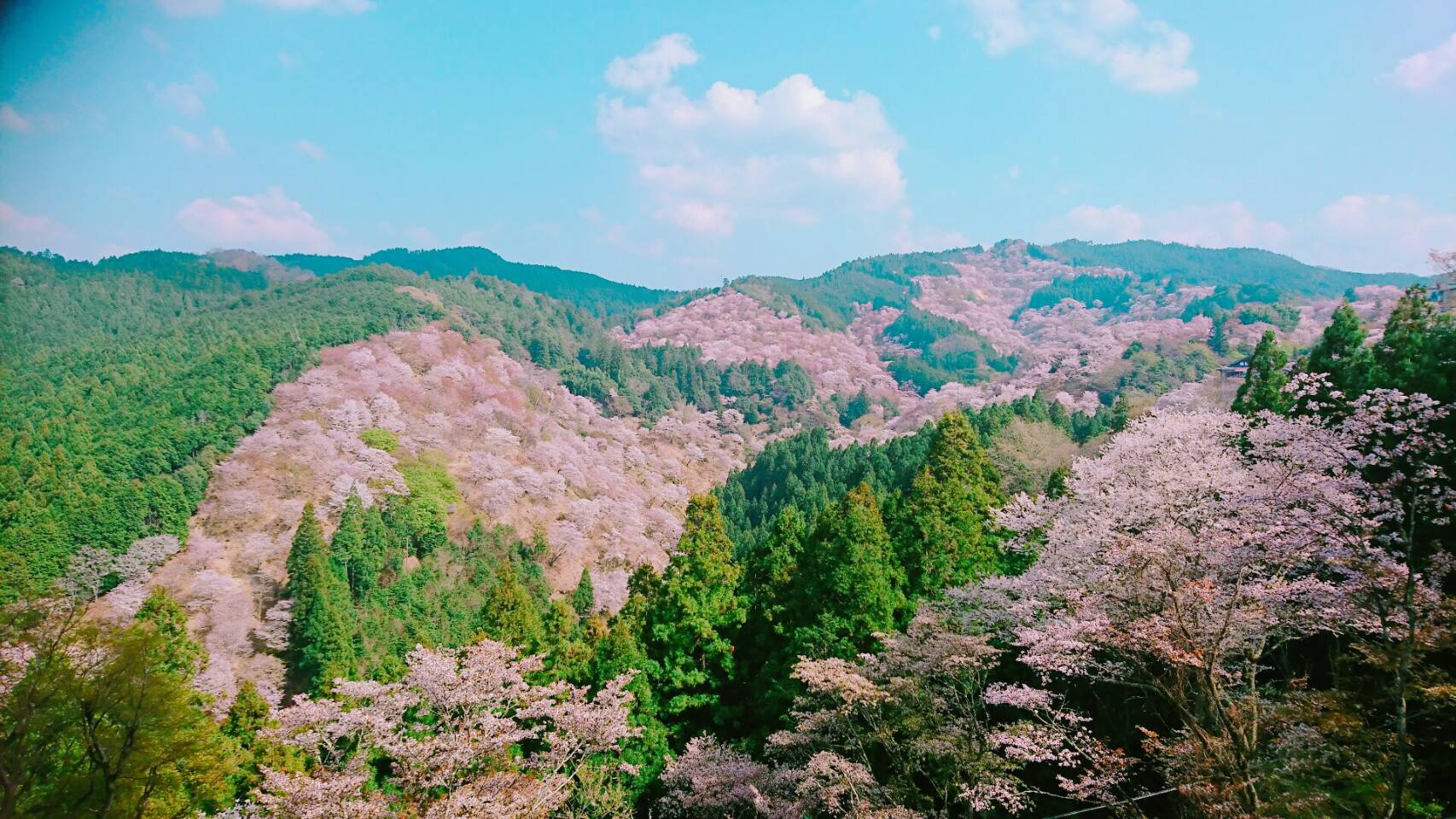 Mount Yoshino Cherry Blossoms - Japan Web Magazine