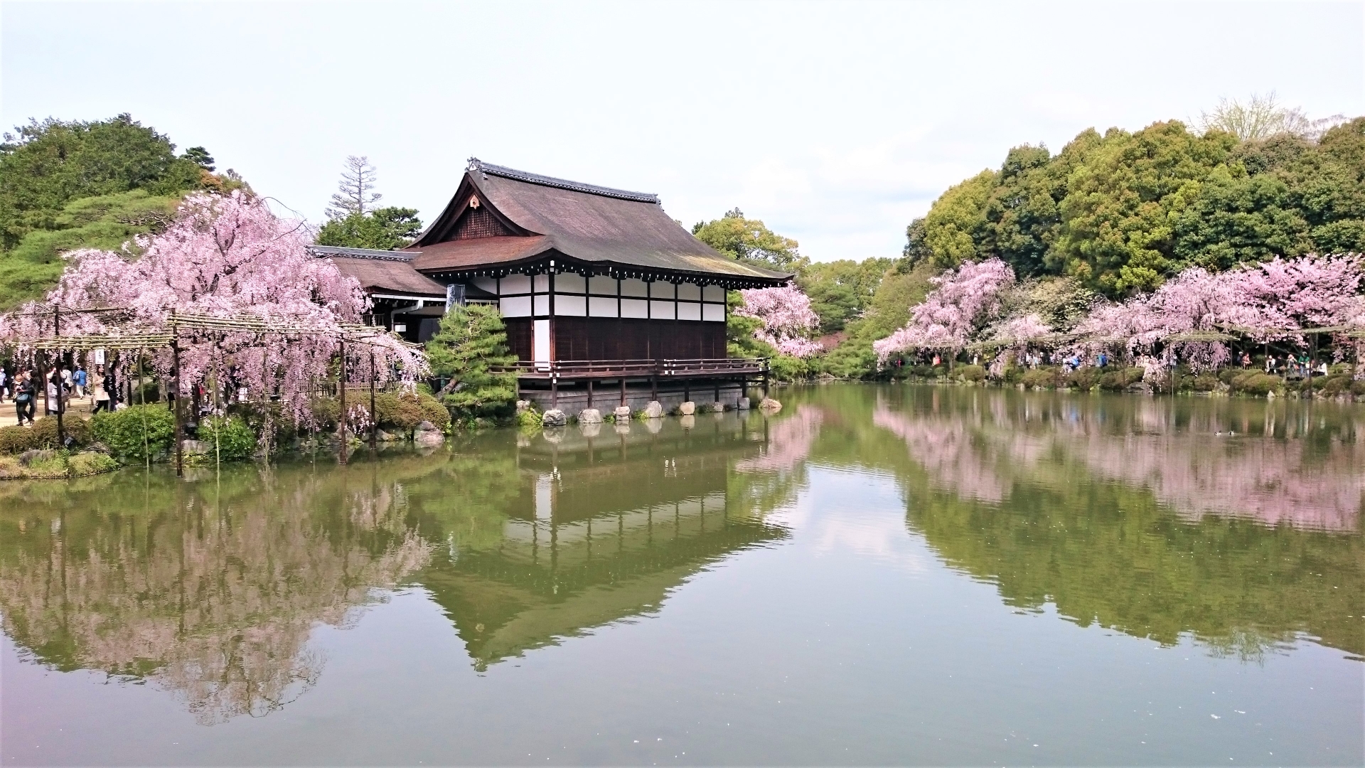 Beautiful japan temple in blossoming sakura garden, pink cherry