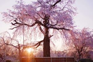 Maruyama Park: Kyoto’s Best Park for Cherry Blossom Viewing