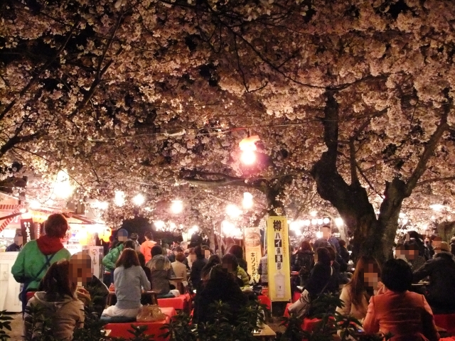 Maruyama Park Kyoto S Best Park For Cherry Blossom Viewing Japan Web Magazine