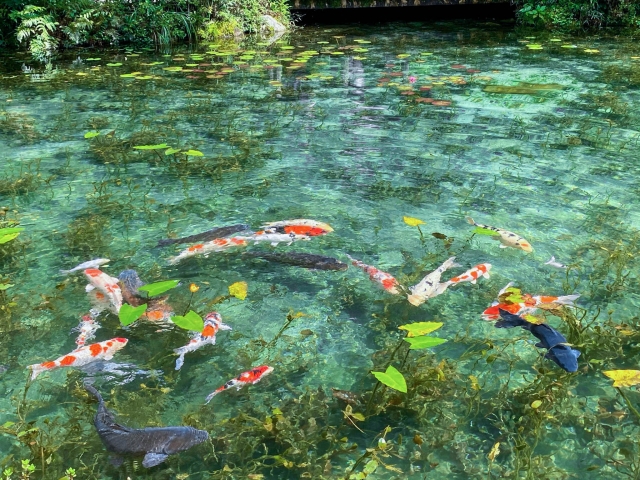 The Mystery Pond In Japan Looks Like Monet’s Paintings - Japan Web Magazine