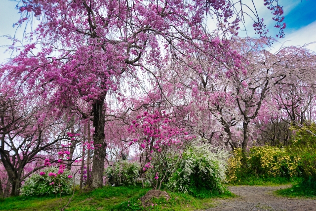 Kyoto Haradani-en Garden Cherry Blossoms - Japan Web Magazine