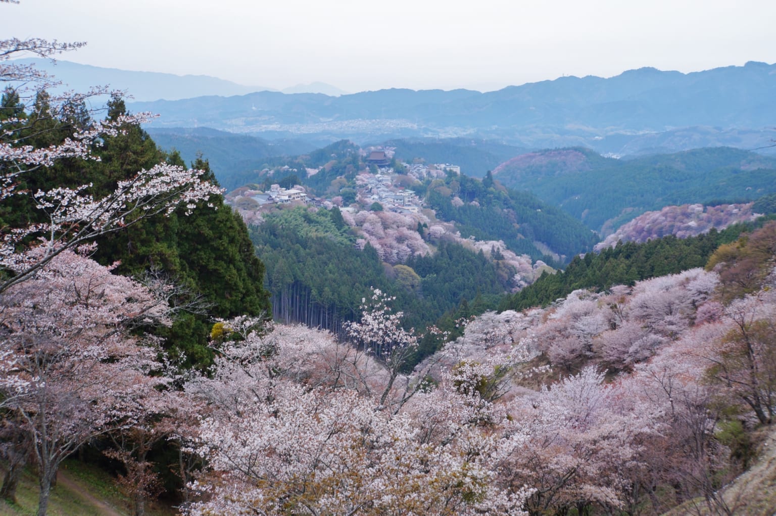 Mount Yoshino Cherry Blossoms Japan Web Magazine