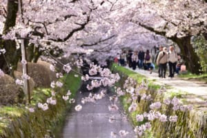 Philosopher’s Path Kyoto Cherry Blossoms