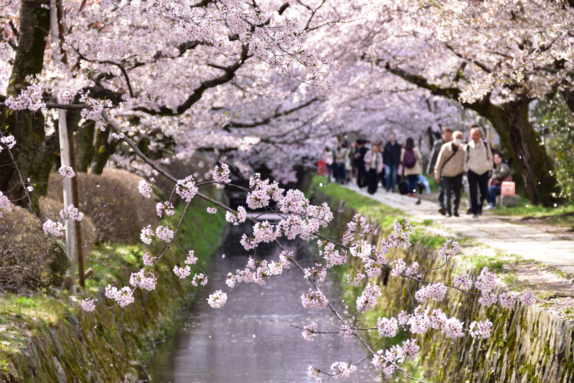 Philosopher's Path Kyoto Cherry Blossoms - Japan Web Magazine