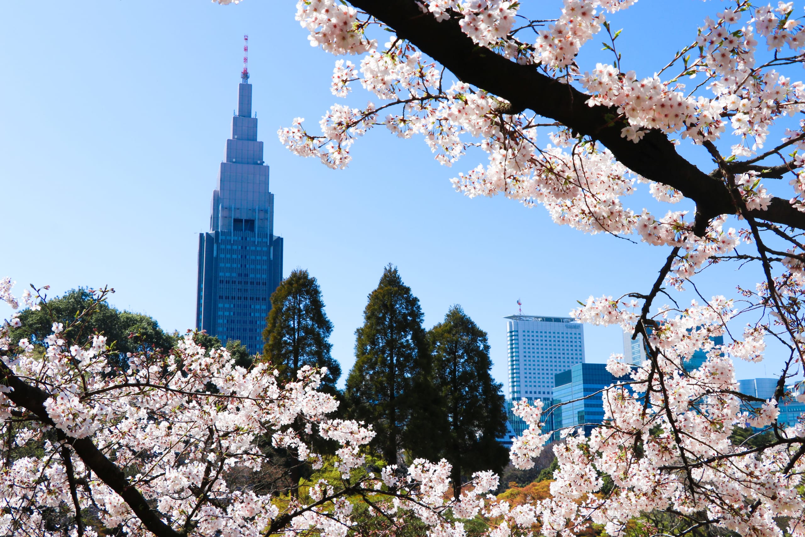 Shinjuku Gyoen Cherry Blossoms Japan Web Magazine