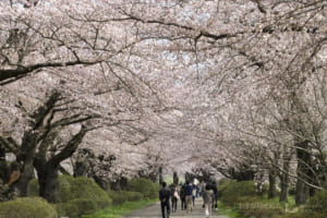Kitakami Tenshochi: Enjoy over 10,000 Late Blooming Cherry Blossoms