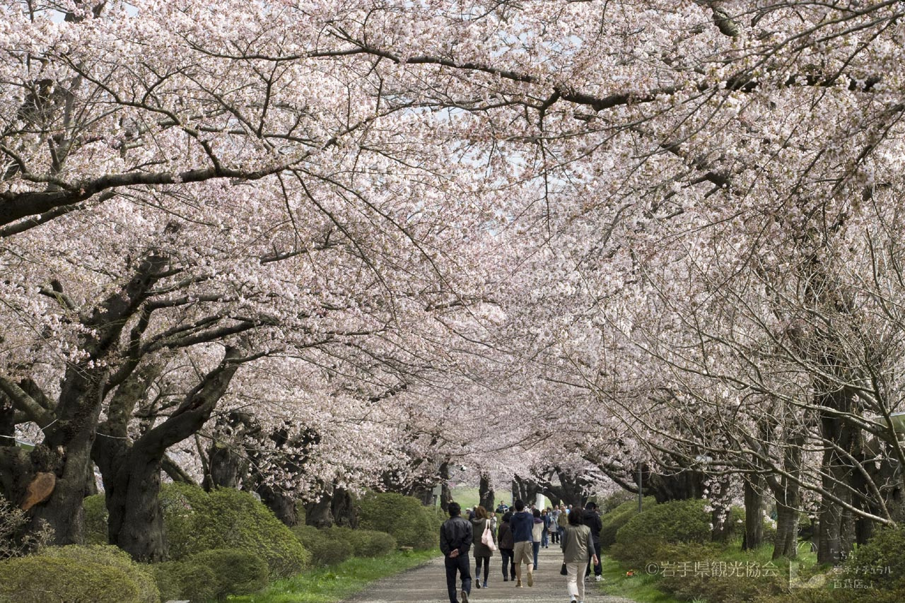 Ямадзакура. Yaezakura дерево. Tenshochi Park. Цветение Ямадзакура.