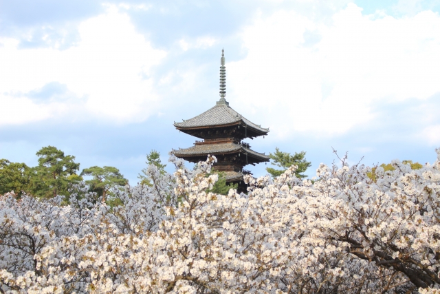 Ninnaji Temple: Enjoy Late Blooming Cherry Blossoms in Kyoto