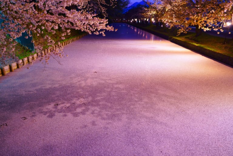 Hirosaki Cherry Blossoms 2024 Japan Web Magazine