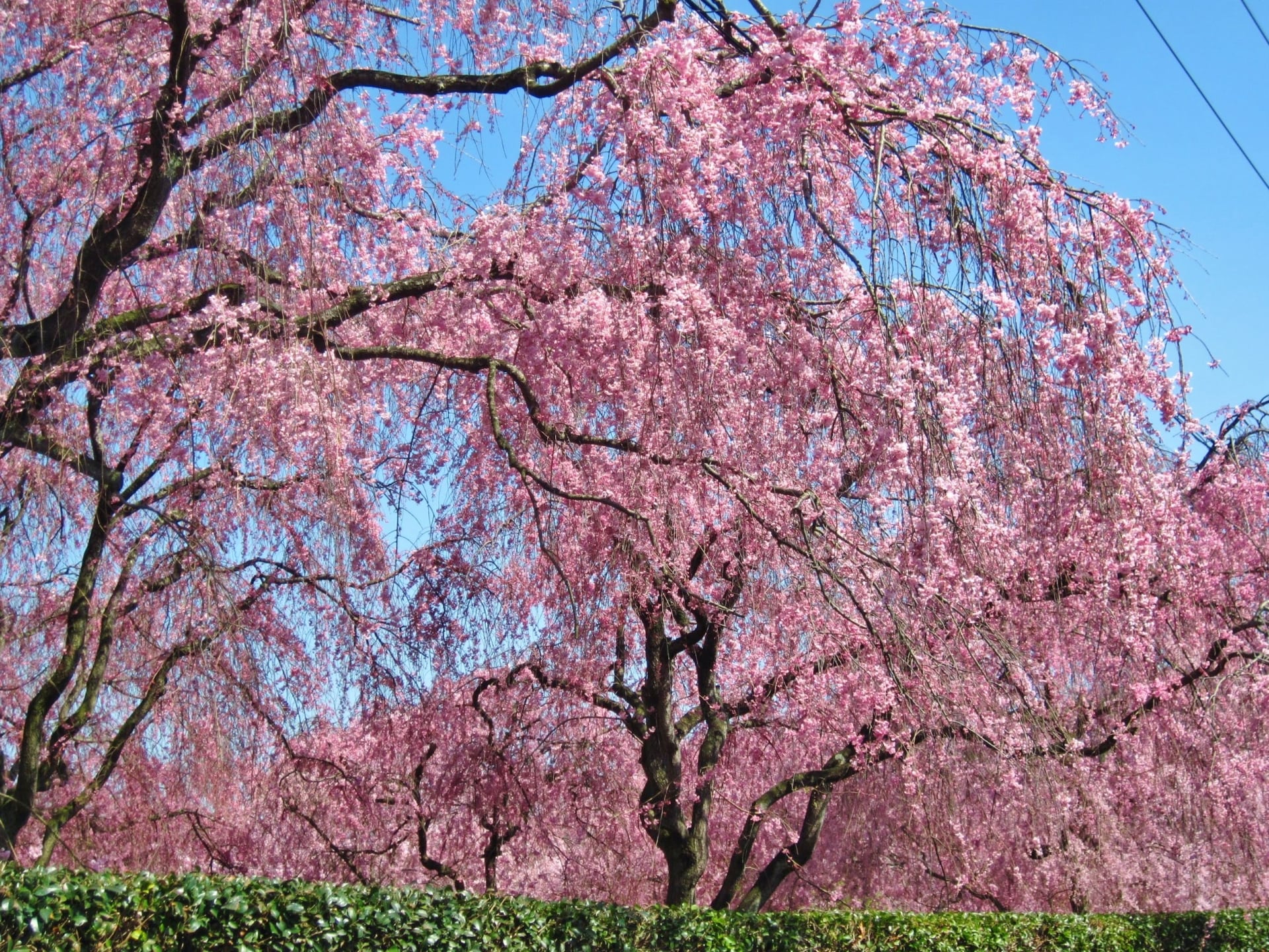 Weeping Cherry Blossoms at Haradani-en Garden