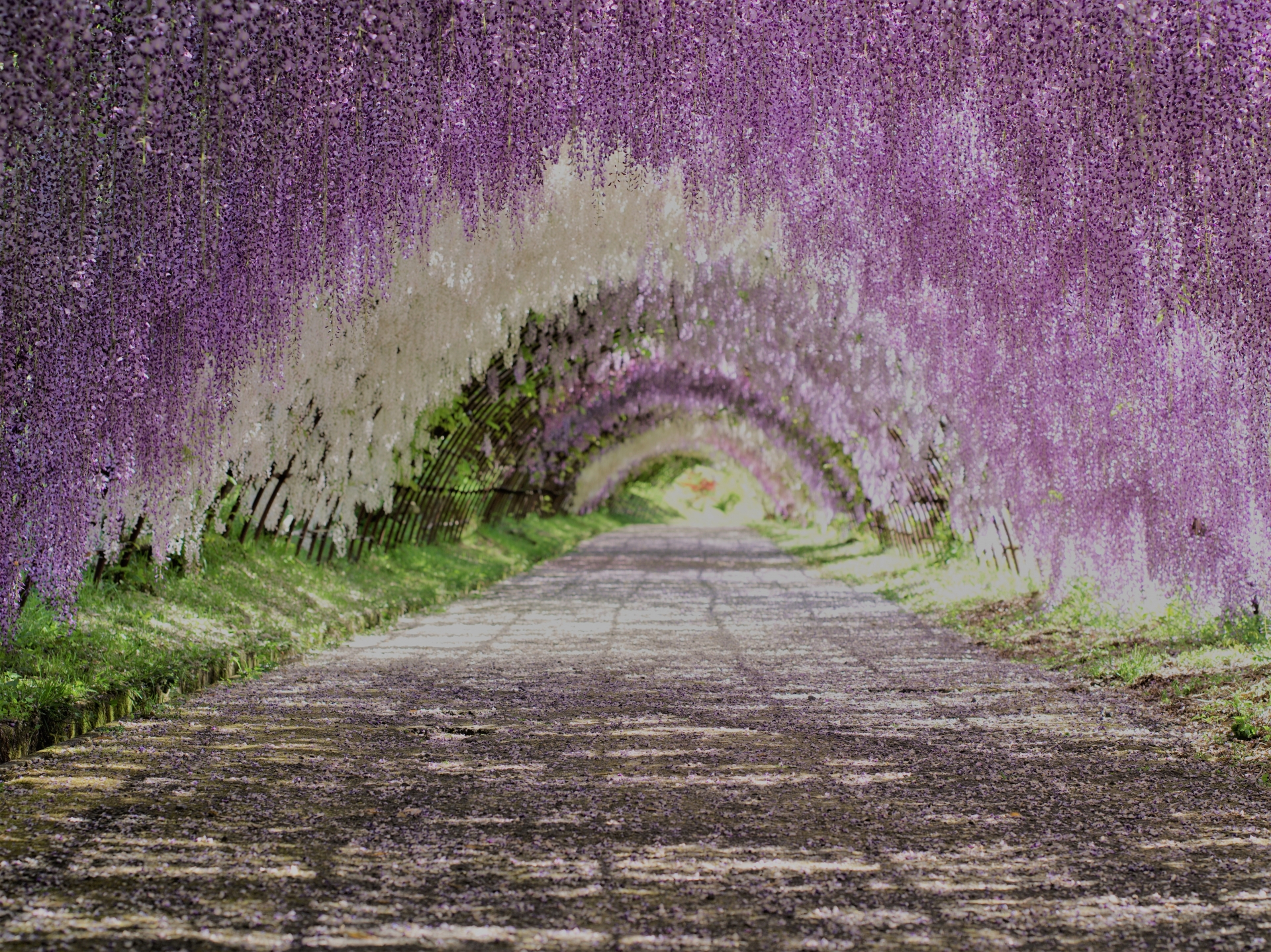 Wisteria in the Garden