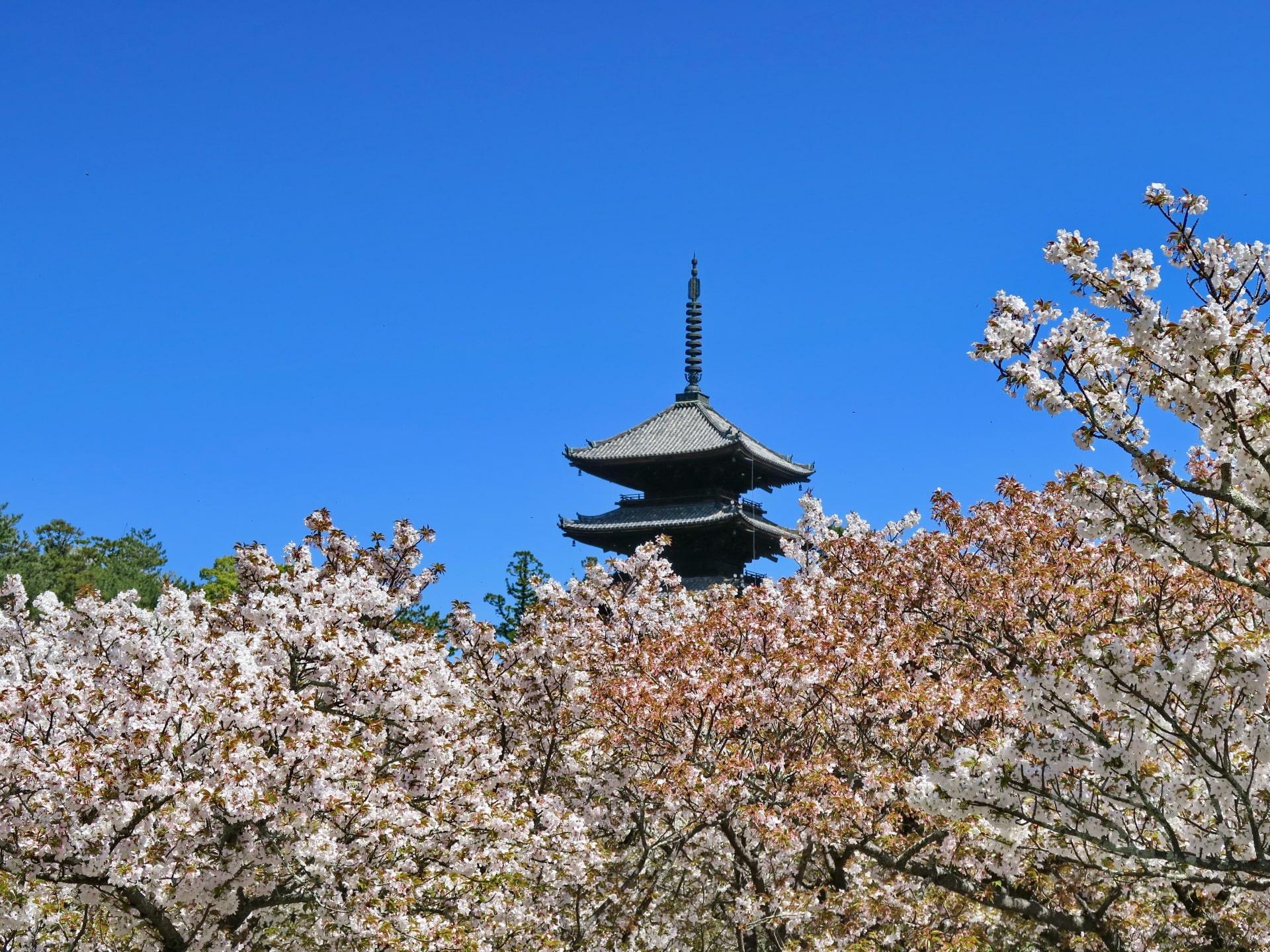 Ninnaji Temple, Kyoto