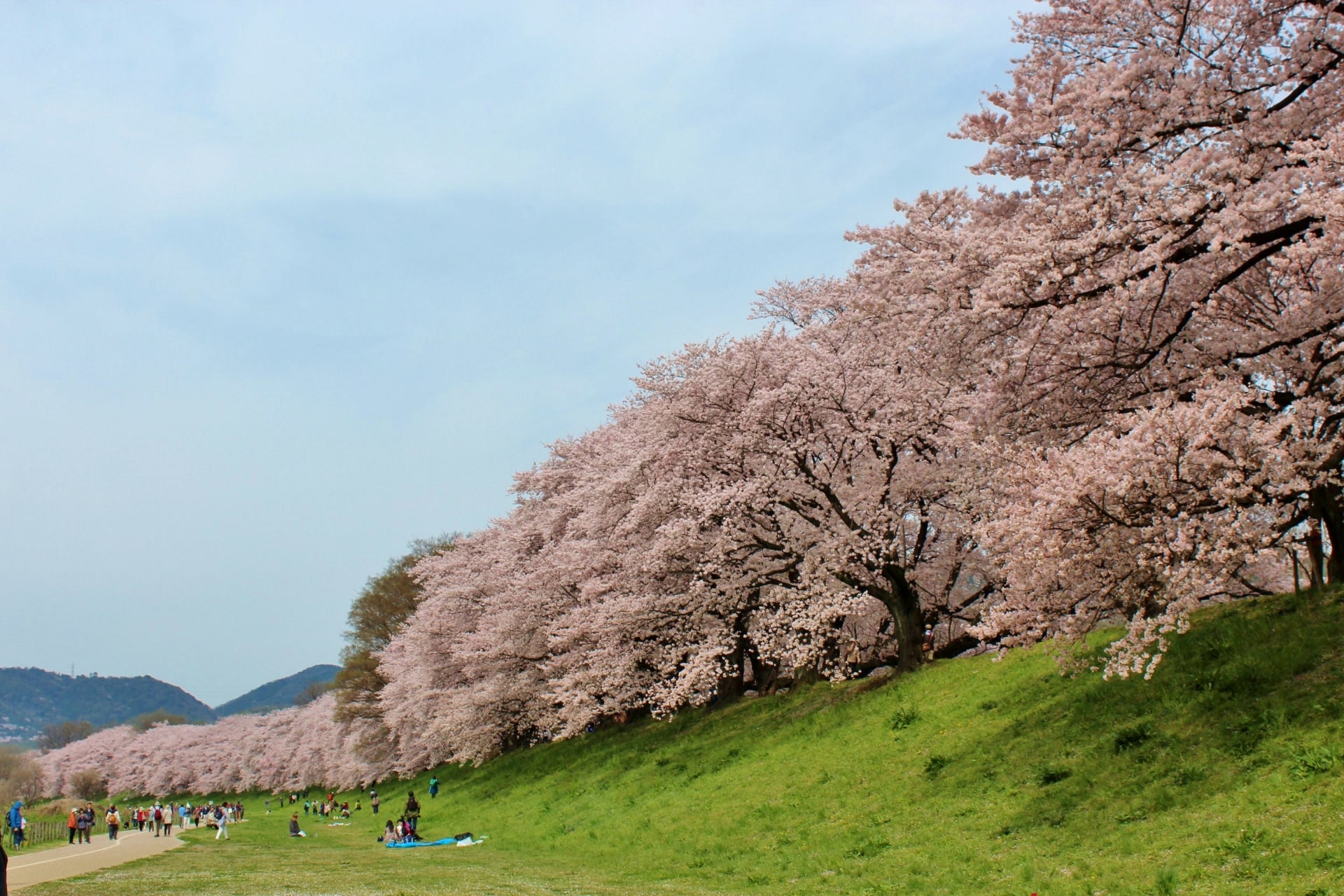 Yodogawa Riverside Park Cherry Blossoms