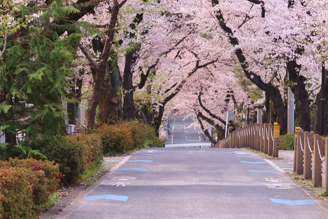 Aoyama Cemetery Cherry Blossoms