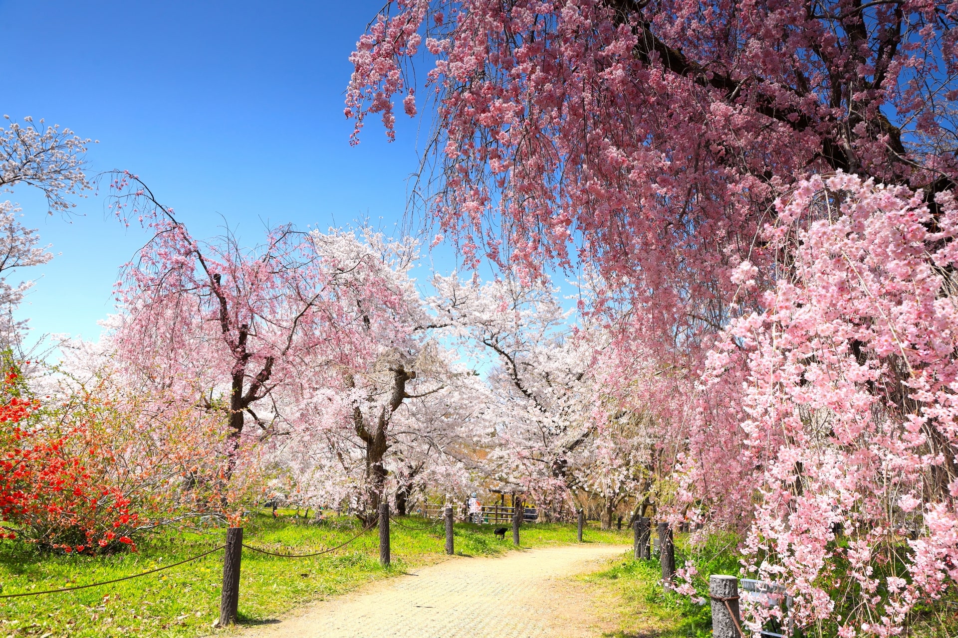 Kyoto Botanical Garden