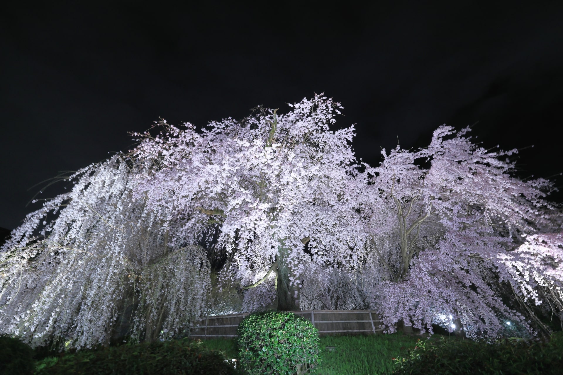 Night Cherry Blossoms at Maruyama Park