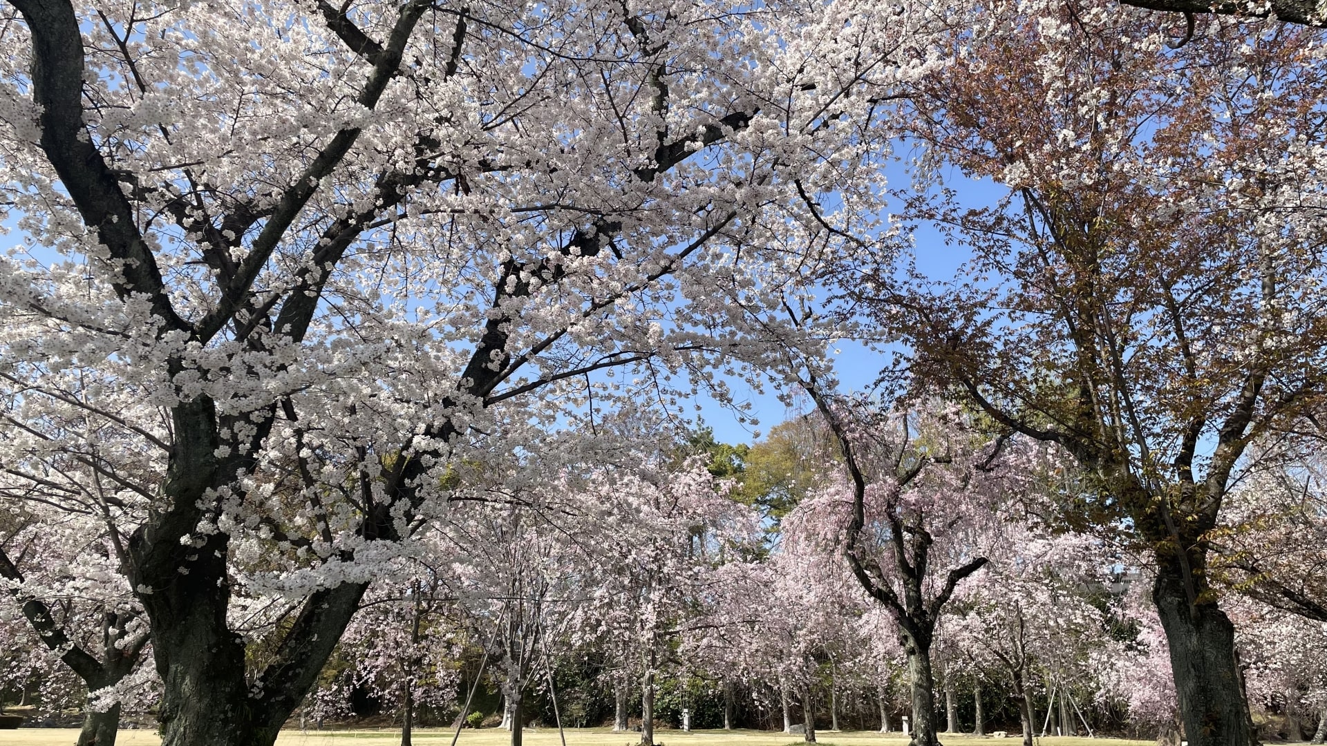 Cherry Blossoms at Nijo Castle