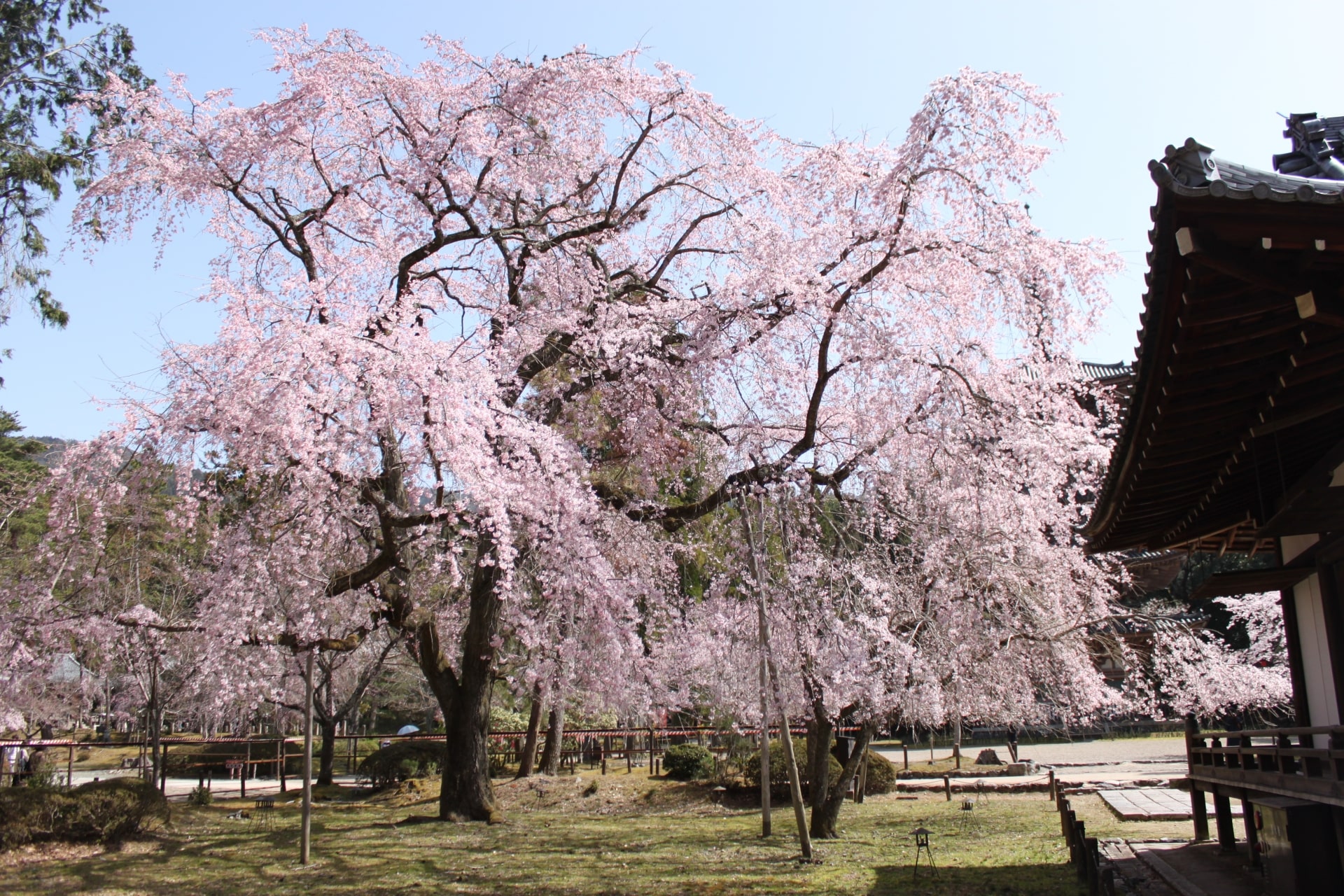 Cherry Blossoms at Daigoji Temple