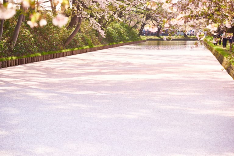 Hirosaki Cherry Blossoms 2025