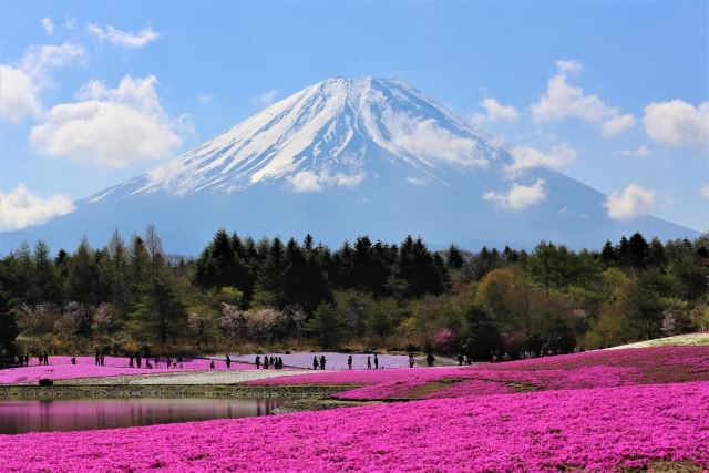 2022 Fuji Shibazakura Festival