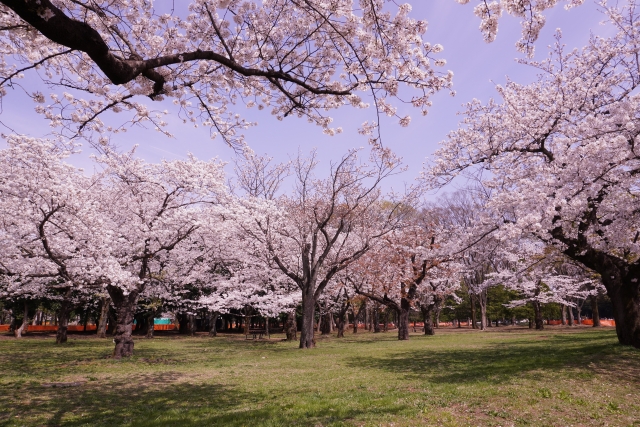 Yoyogi Park Cherry Blossoms