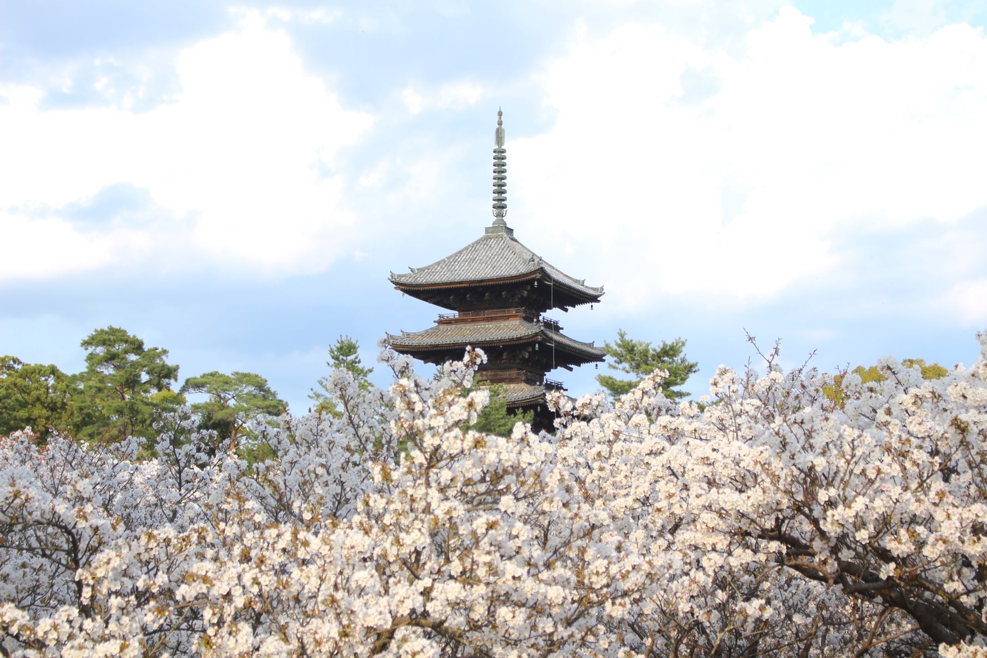 Ninnanji Temple in the sea of cherry blossoms