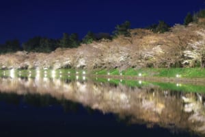 Best Places for Cherry Blossom Night Viewing in Japan