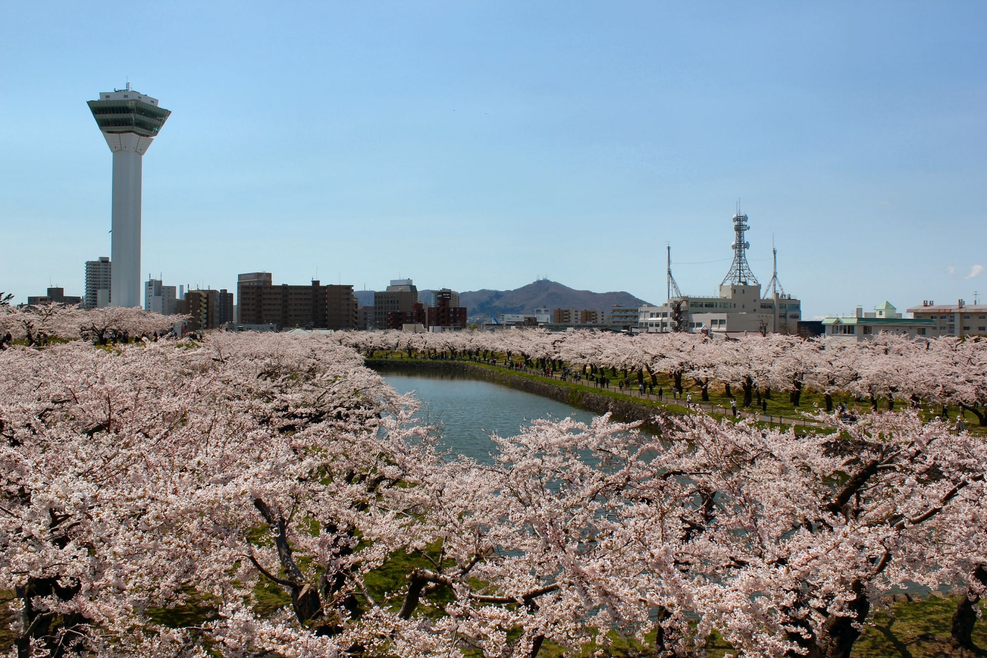 row of cherry blossoms at Fort Goryokaku