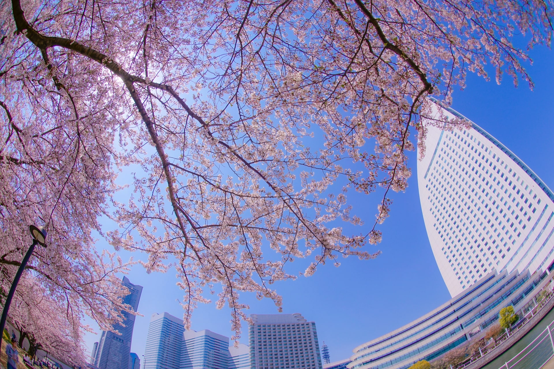 Cherry blossoms at Minato Mirai