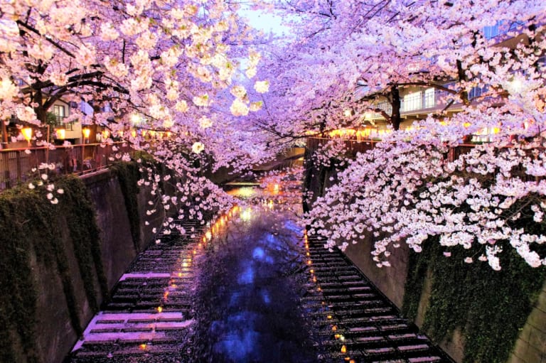 Top 10 Things to Do in Japan in April - Japan Web Magazine