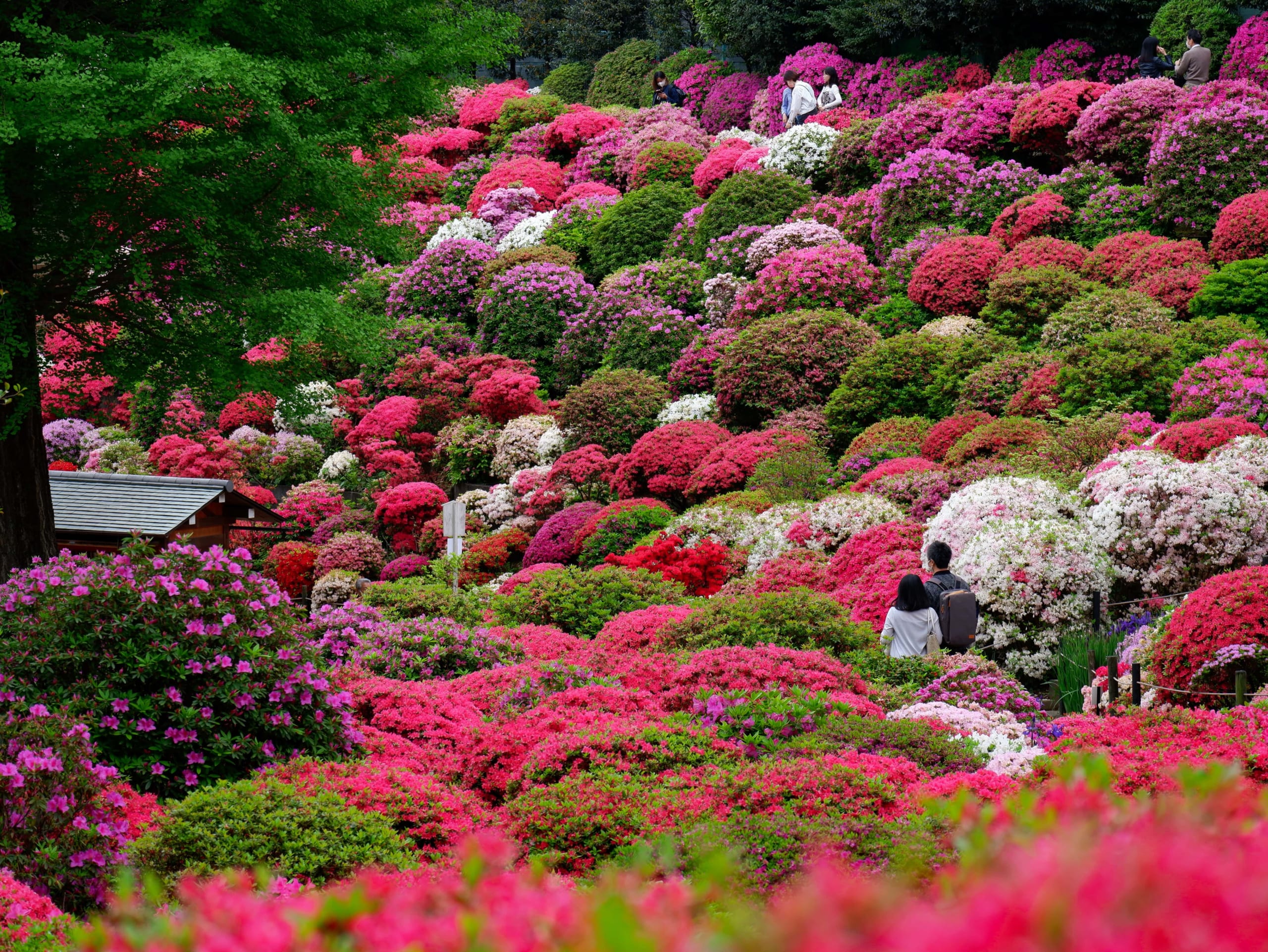 Bunkyo Azalea Festival Tsutsuji Maturi 2024