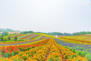 5 Best Flower Fields to Visit in Hokkaido