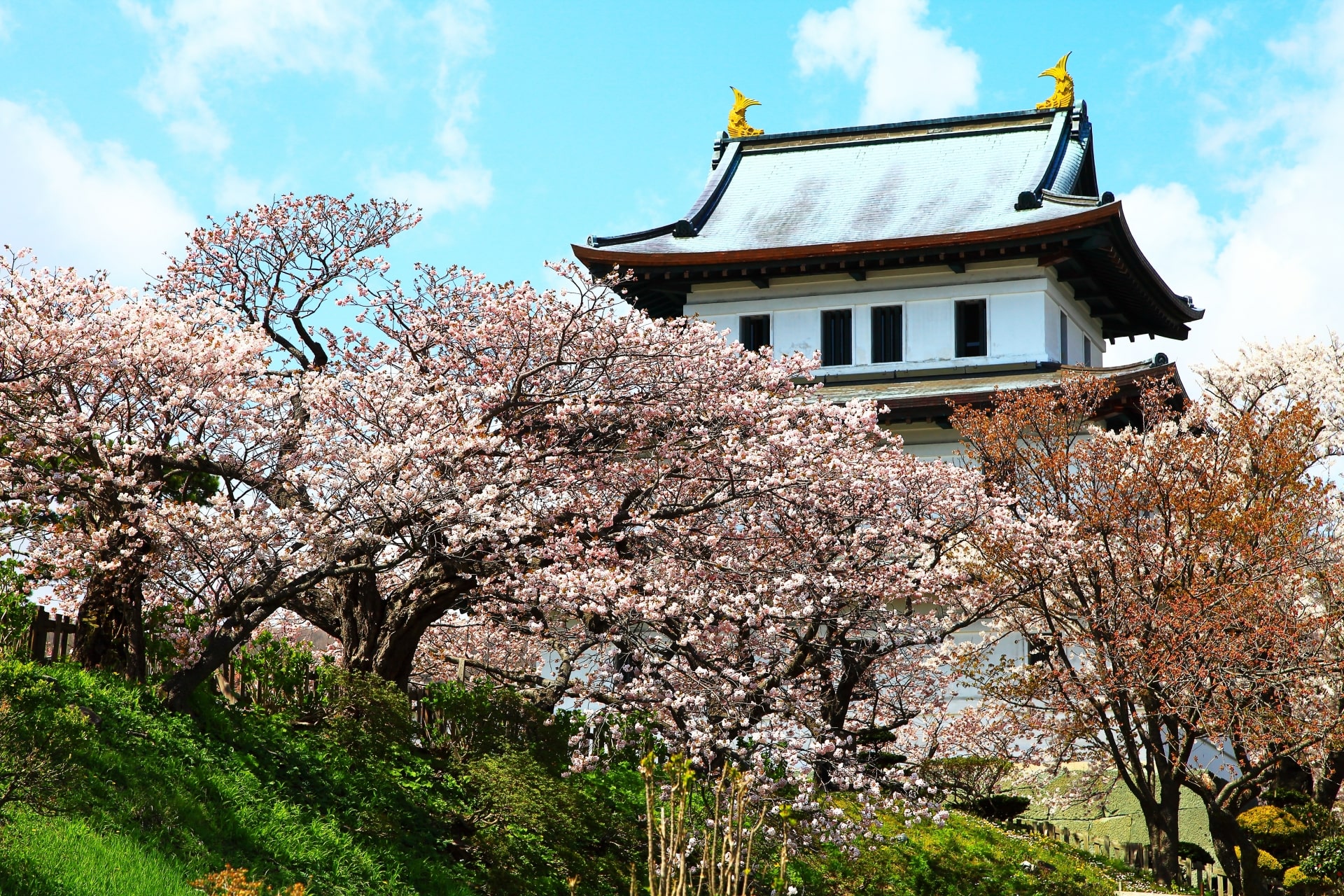 Late Blooming Cherry Blossoms in Hokkaido