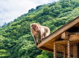 Arashiyama Monkey Park Iwatayama, Kyoto