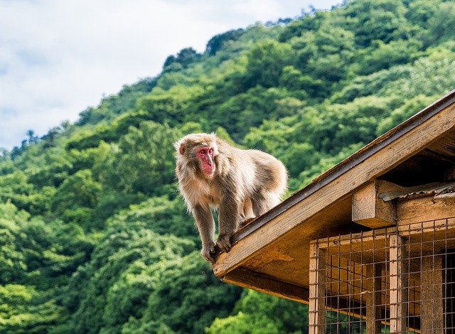 kyoto monkey park