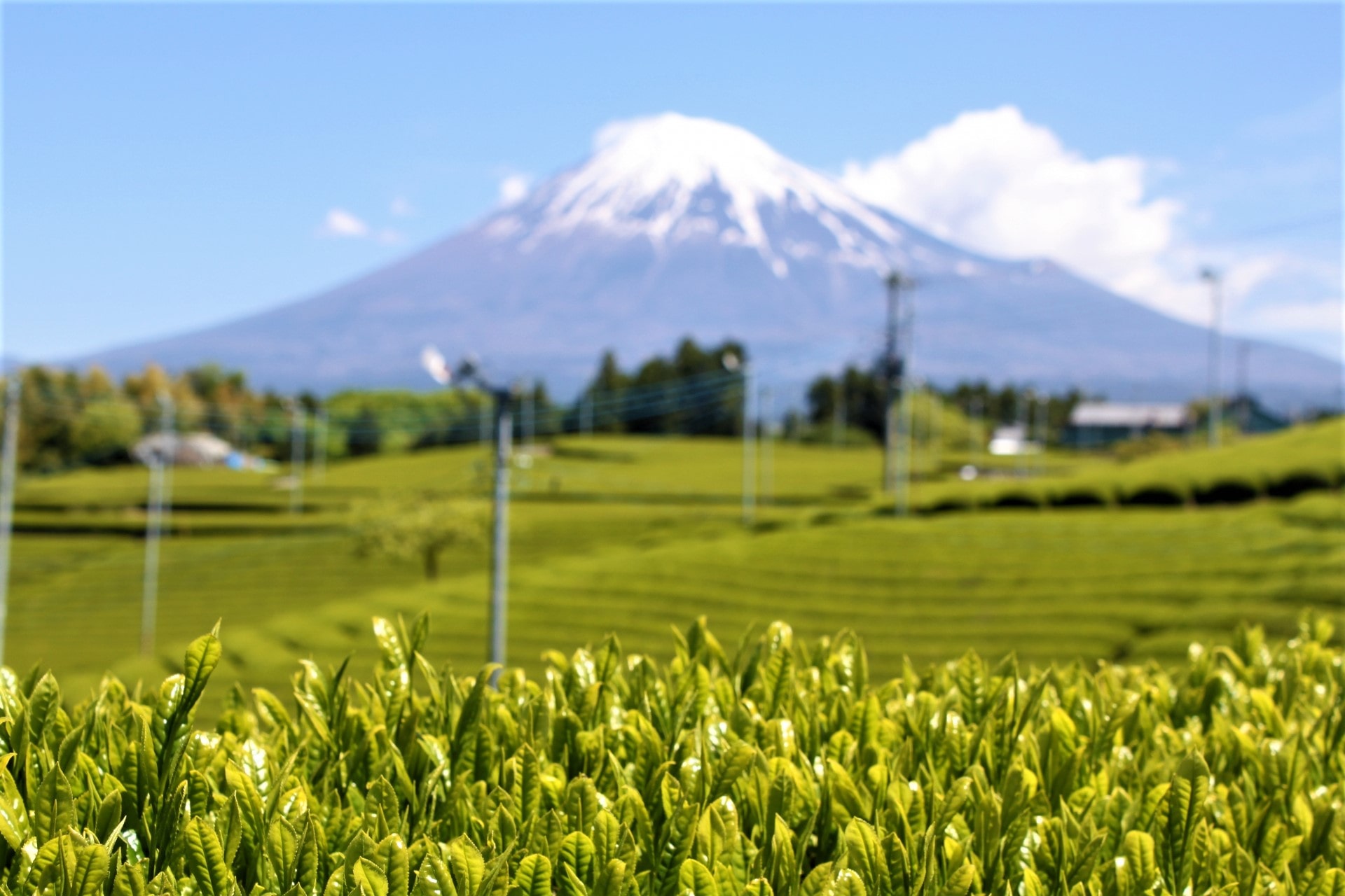 best places to visit japan june