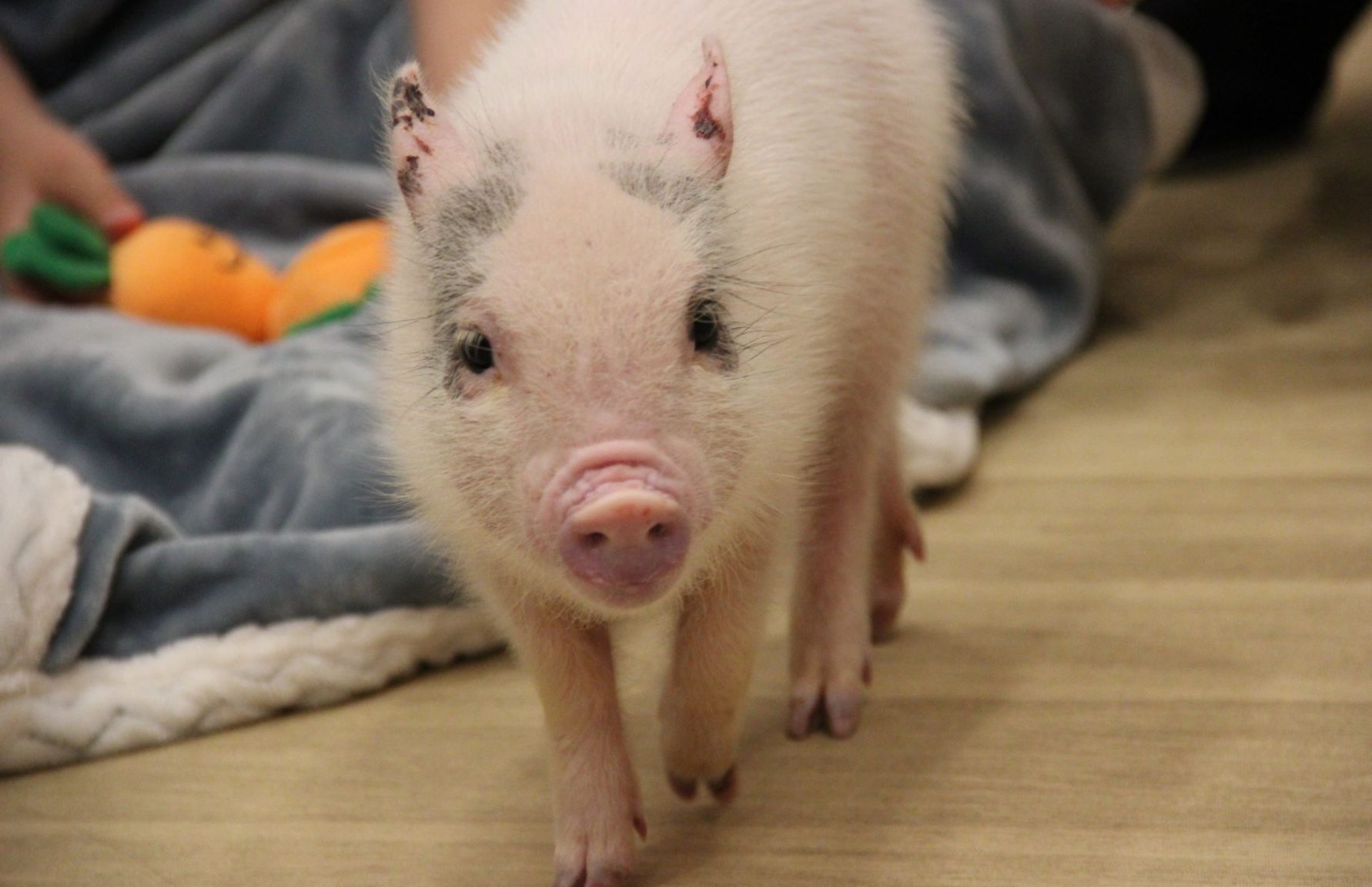 Micro pig cafe in Harajuku