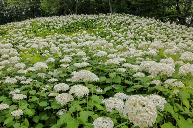 5 Best Spots For Hydrangeas Viewing In Tokyo 21 Japan Web Magazine